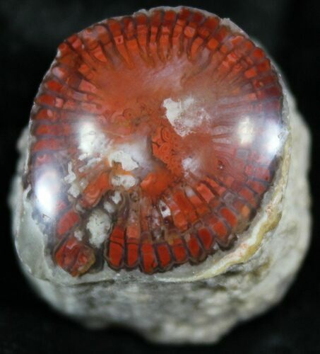 Pennsylvanian Aged Red Agatized Horn Coral - Utah #26361